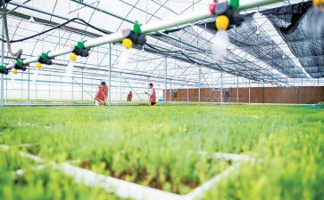 苗木合同精选6篇