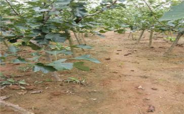 苗木合同推荐7篇