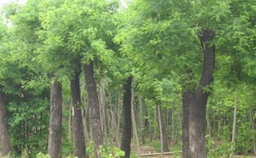 苗木合同参考7篇