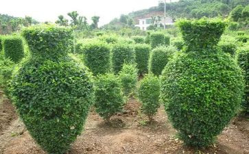 苗圃的工作总结7篇