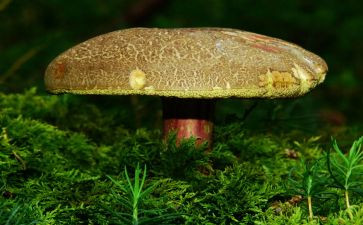 采蘑菇教案8篇