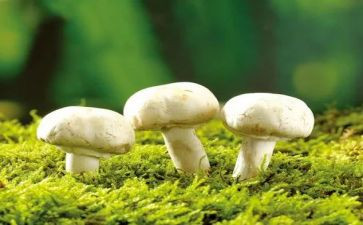 采蘑菇教案模板6篇