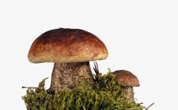 蘑菇幼儿园教案6篇