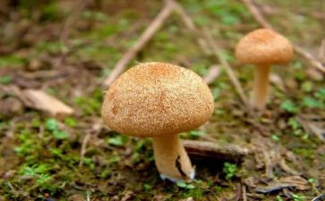 蘑菇的教案6篇