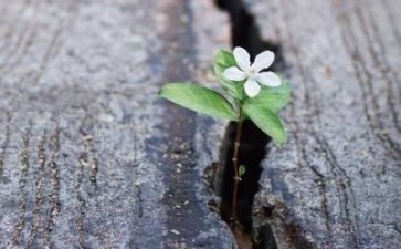 2024年逆境作文优质6篇