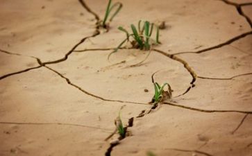 2024年逆境作文模板7篇