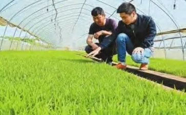 2024年农技述职报告8篇