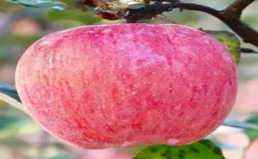 小班苹果教案7篇