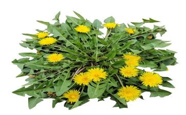 小蚂蚁和蒲公英中班语言教案6篇