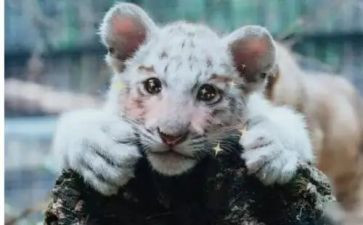 期待军训作文模板6篇