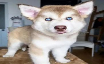 期待军训作文通用8篇