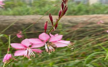 关于亲近自然的作文8篇