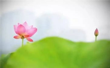 善是阳光作文600字5篇