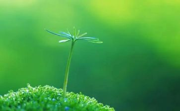 生命生命的读后感参考7篇