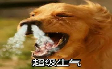 生气的我作文300字6篇