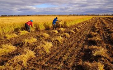 收获的优秀作文6篇