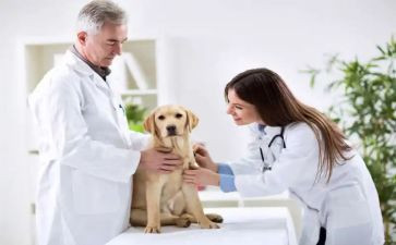 兽医师转正述职报告范文7篇