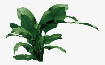 2023村植树活动总结精选8篇