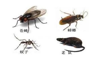 除四害的工作计划7篇