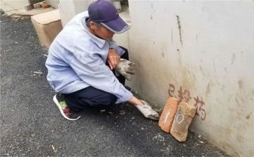 学校灭四害工作计划7篇
