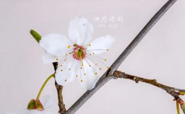 四月读书日活动方案7篇