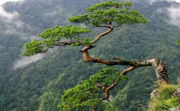 松鼠的作文300模板5篇