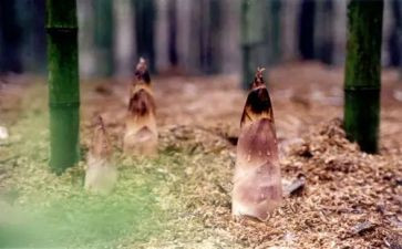 大班笋的教案最新5篇