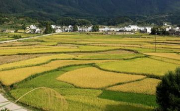 田野的调查报告6篇