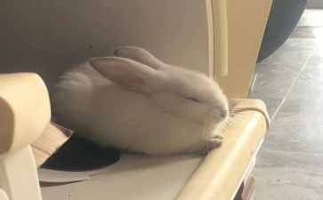 艺术兔教案模板5篇