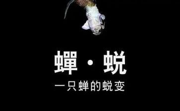2024蜕变观后感7篇