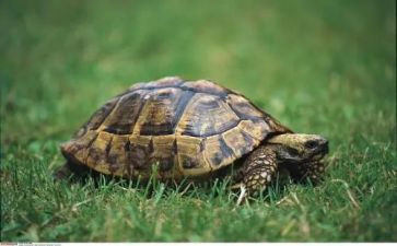 乌龟的,作文5篇