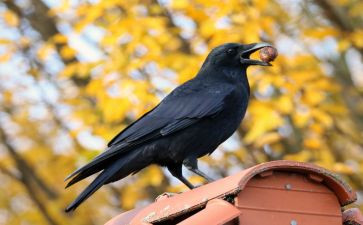 小乌鸦语言教案优质6篇