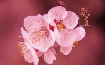 教师五月工作计划7篇