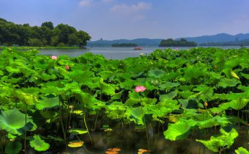 描写夏天500字的作文6篇
