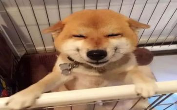 幼儿园中班语言《微笑》教案7篇