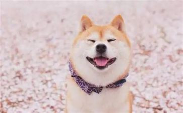 笑猫日记之读后感最新5篇