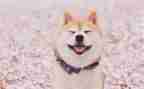 笑猫日记之读后感最新5篇