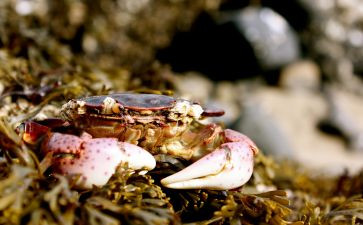 有关蟹的作文500字模板8篇