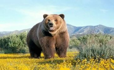 小熊童话作文6篇