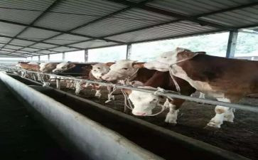 养殖合作合同7篇