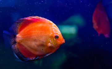 八上生物鱼教案最新8篇