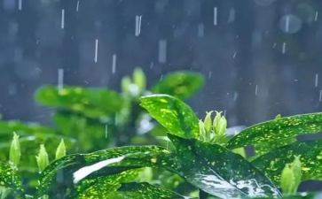 我是雨作文600字作文优质8篇