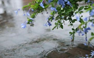 雨作文800字参考7篇