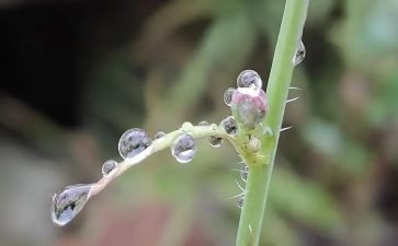 故乡的雨作文500字6篇