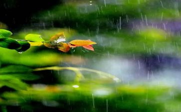 下雨诗教案模板8篇