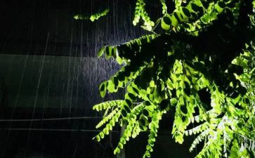 我是雨作文500字5篇