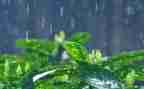 我是雨作文600字作文优质8篇