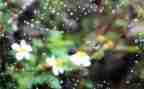 雨600字初中作文6篇