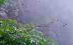 下水果雨了小班教案8篇