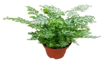 植物染教案最新5篇